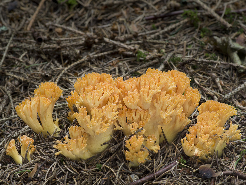 Ramaria largentii